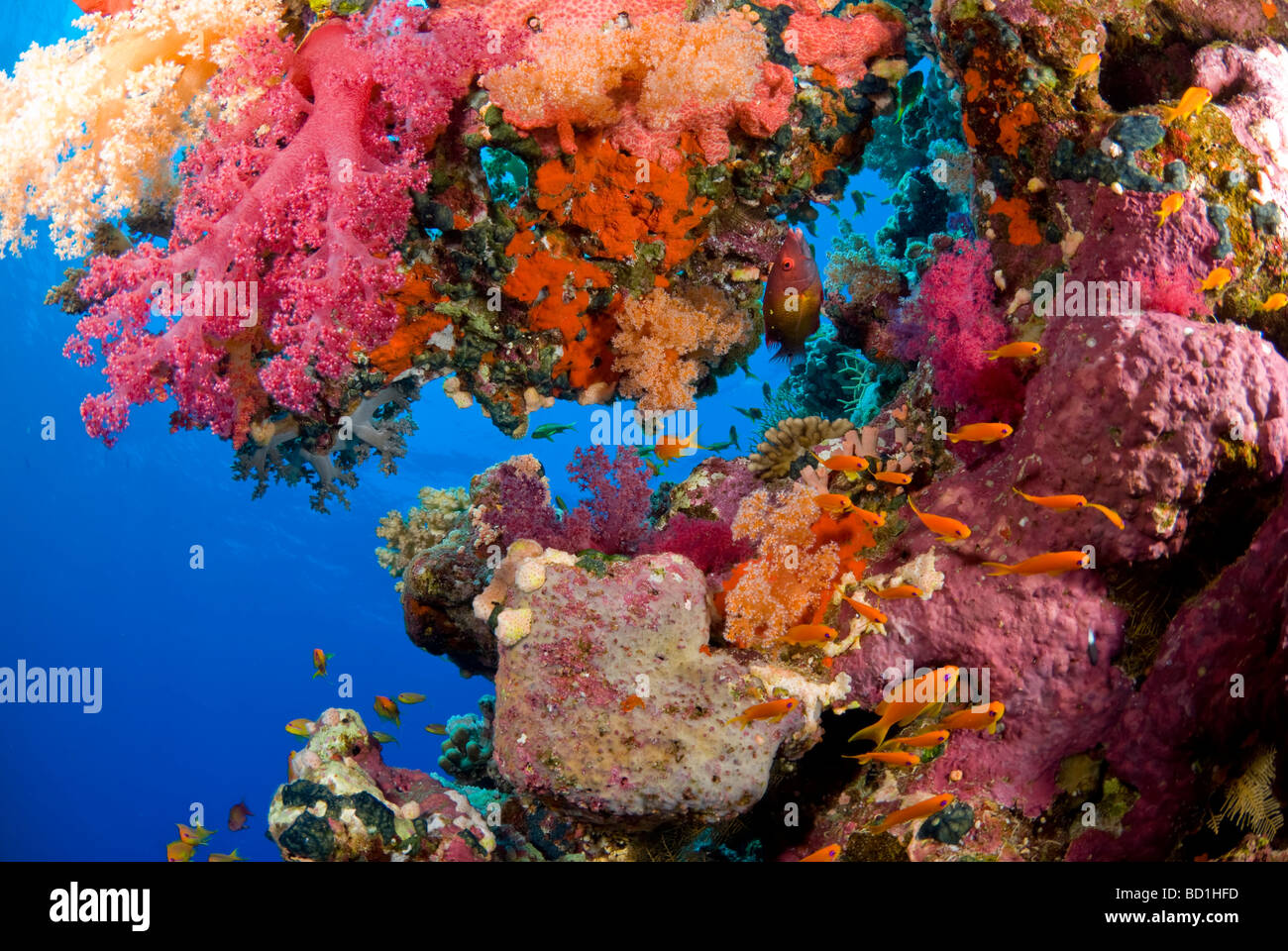 Coral reef scene with purple coraux mous et divers poissons tropicaux. Safaga, Mer Rouge Banque D'Images