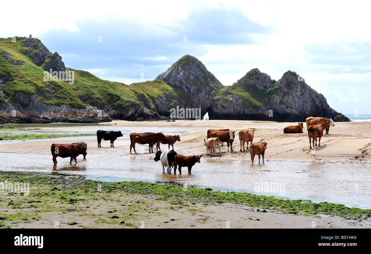 Trois falaises plage. Le Gower. Le sud du Pays de Galles. Banque D'Images