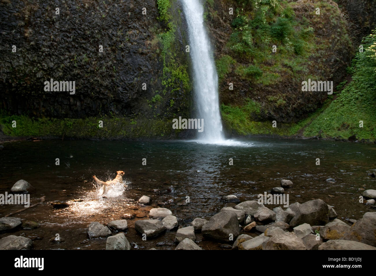 Un chien éclabousse par l'étang au bas de la Prêle Falls Columbia River Gorge National Scenic Area Oregon Banque D'Images
