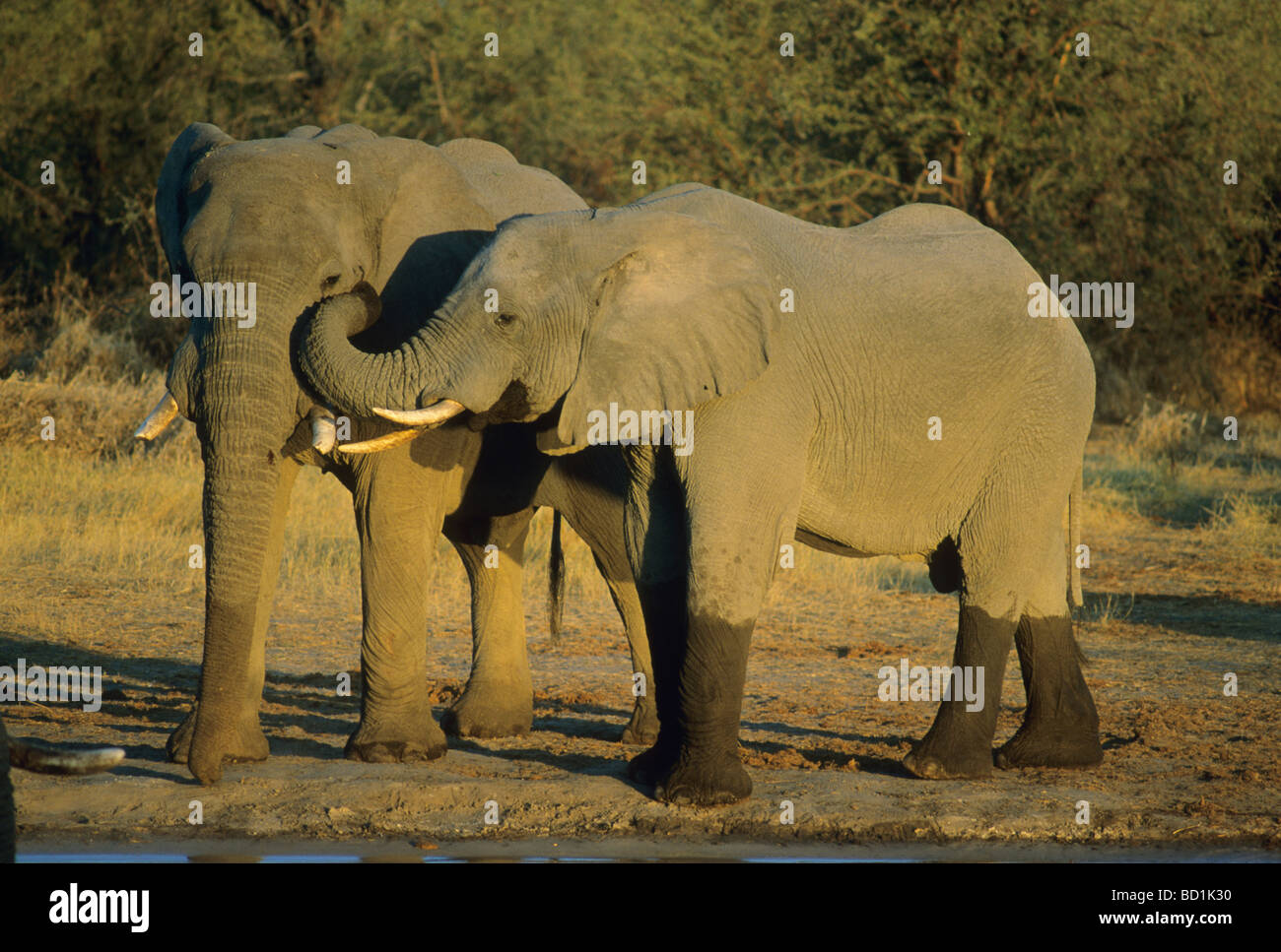 Les éléphants d'Afrique (Loxodonta africana) Message d'accueil avec coffre, Okavango Delta, Botswana Banque D'Images