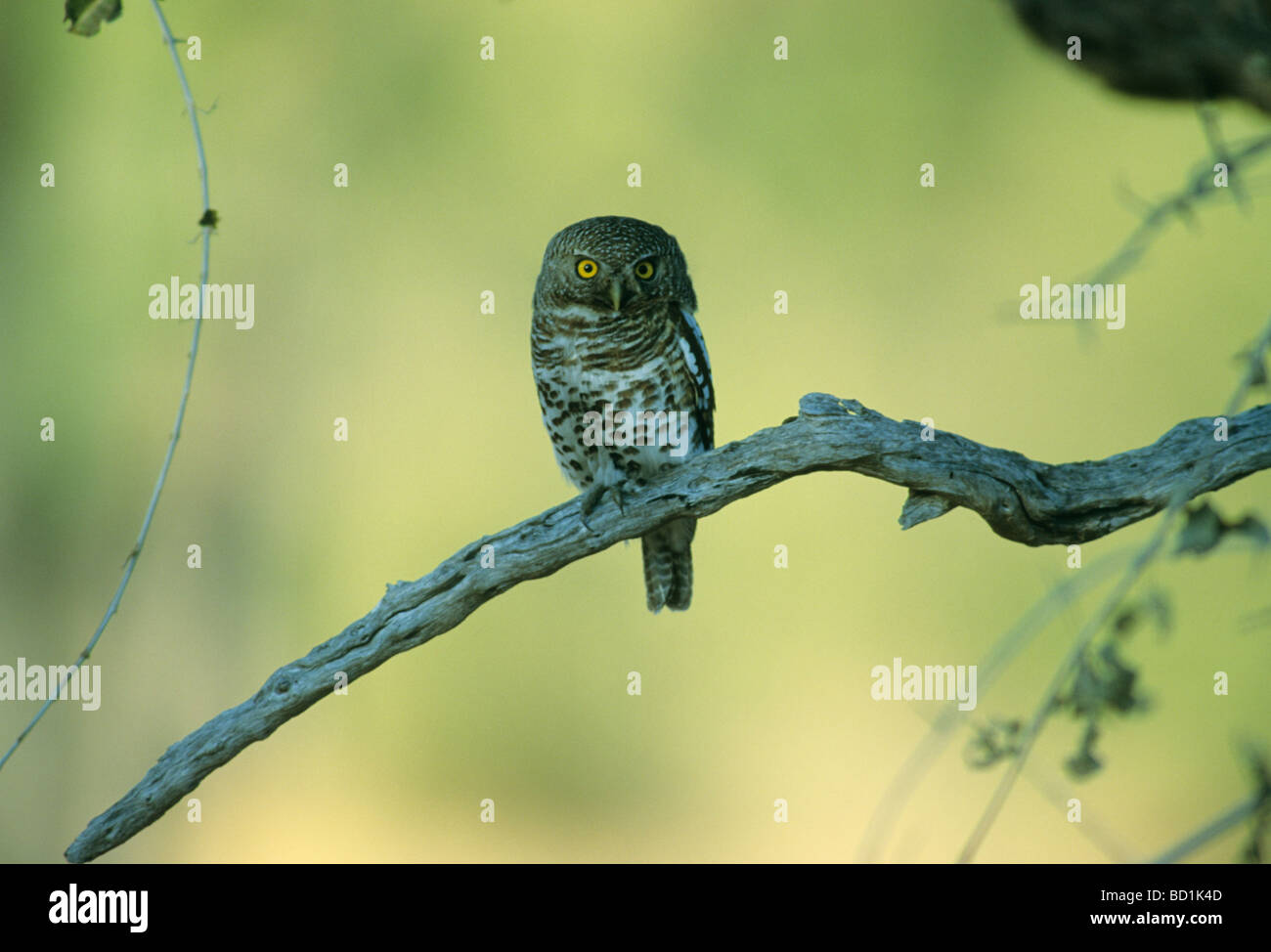 African Barred Owl (Glaucidium capense) Okavango Delta, Botswana Banque D'Images