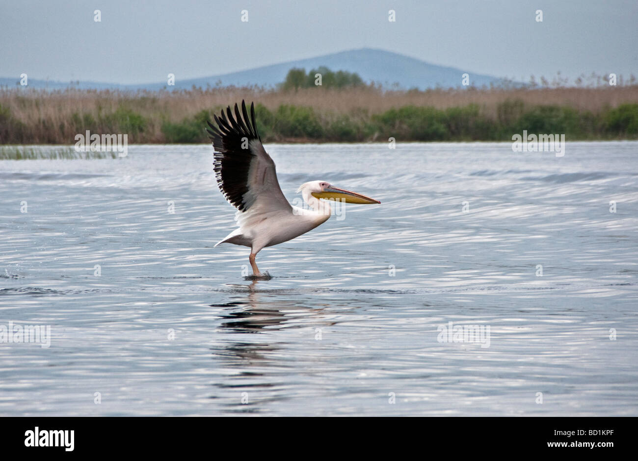 Great White Pelican taking flight le Delta du Danube en Roumanie Banque D'Images
