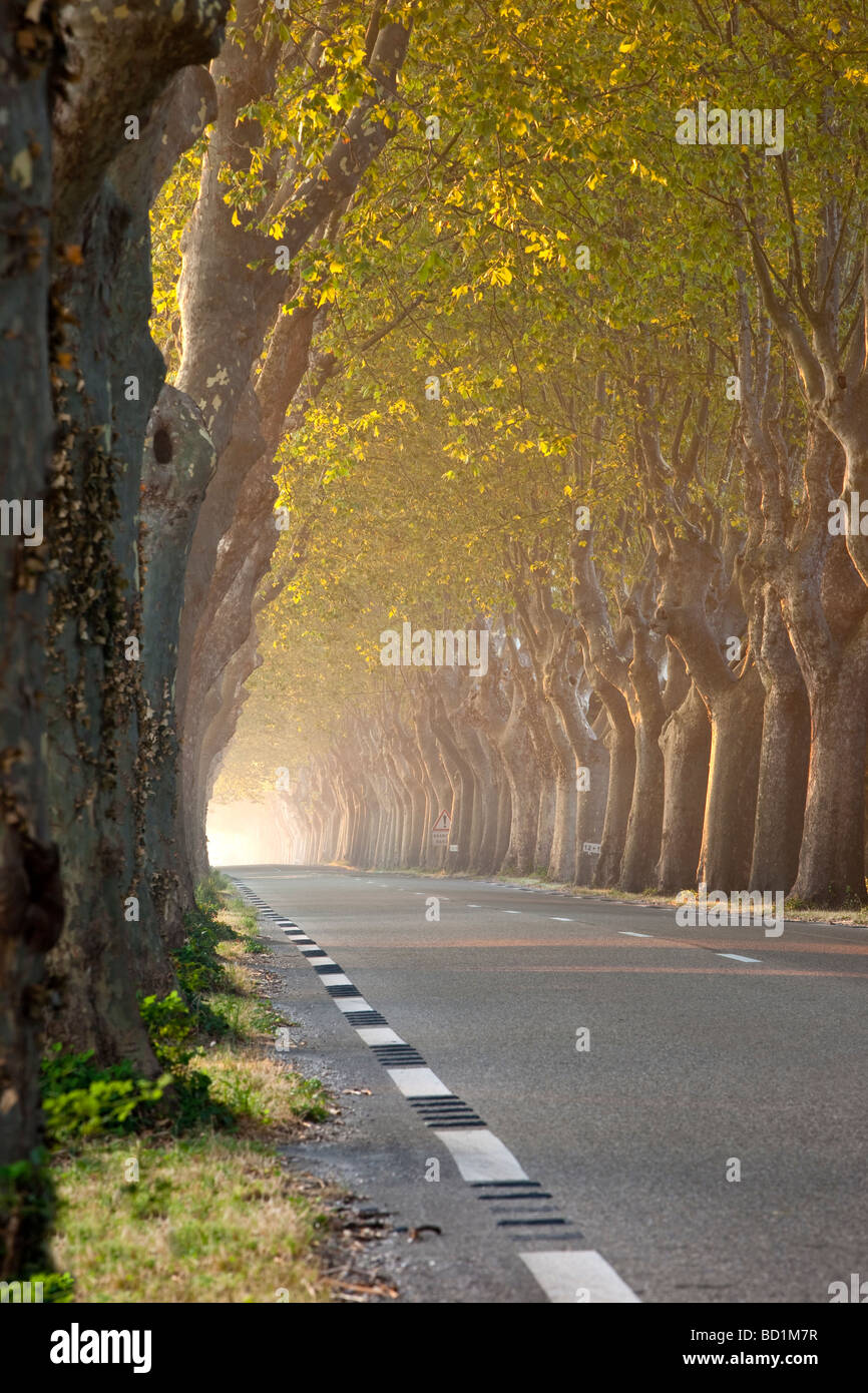 Rue bordée d'arbres, près de Saint Rémy de Provence France Banque D'Images