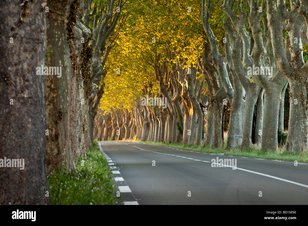 Rue bordée d'arbres, près de Saint Rémy de Provence France Banque D'Images