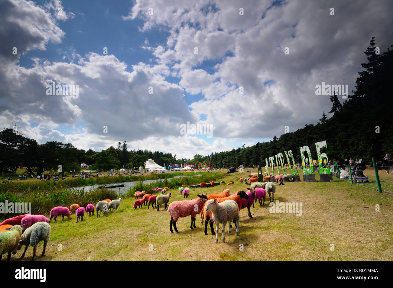 Le pâturage des moutons autour de Latitude , Latitude Music Festival, UK Banque D'Images