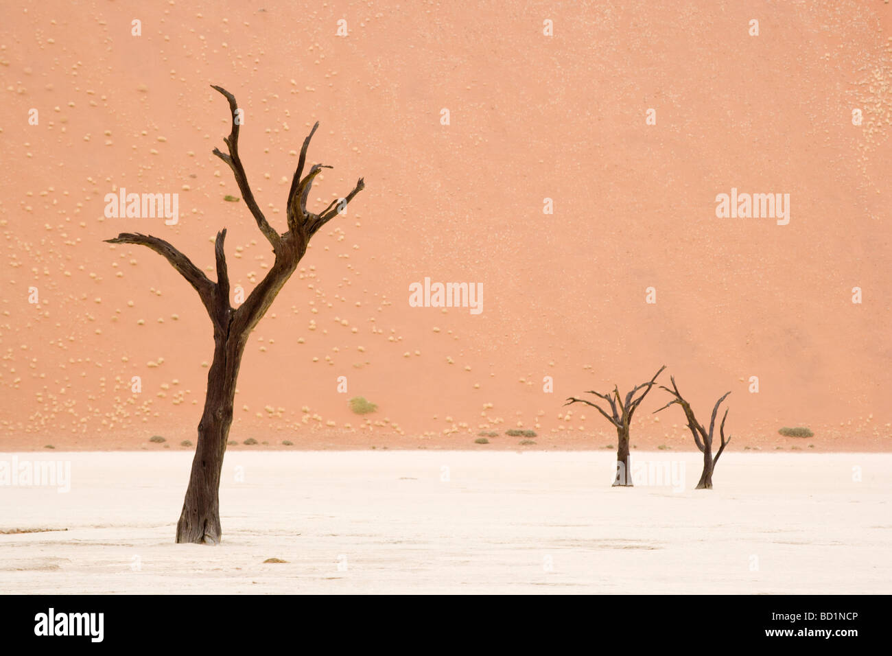 Arbres morts de Deadvlei près de Sossusvlei dans le désert du Namib en Namibie Banque D'Images