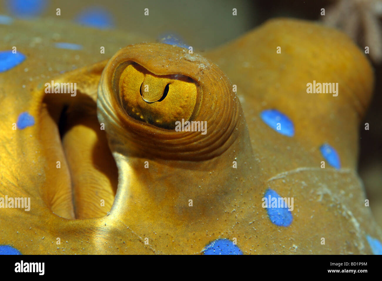 Rencontre avec un rayon à points bleus tandis que la plongée dans la mer Rouge près de Marsa Alam en Egypte Banque D'Images