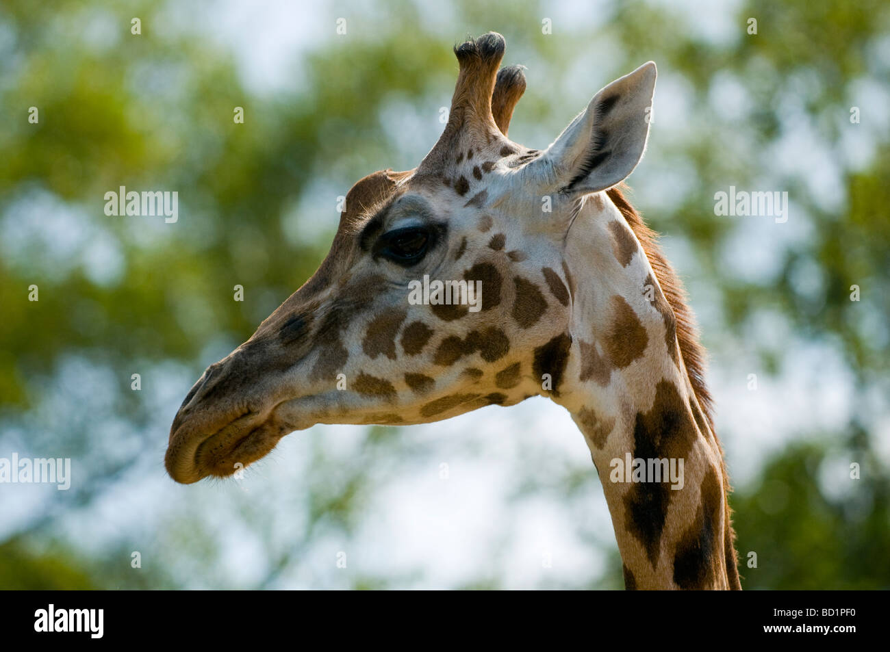 Girafe (Giraffa camelopardalis) Banque D'Images