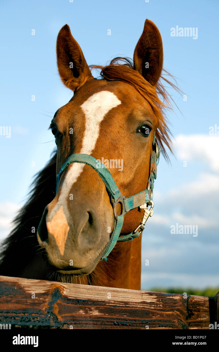 Libre de la tête d'un cheval sur fond de ciel Banque D'Images