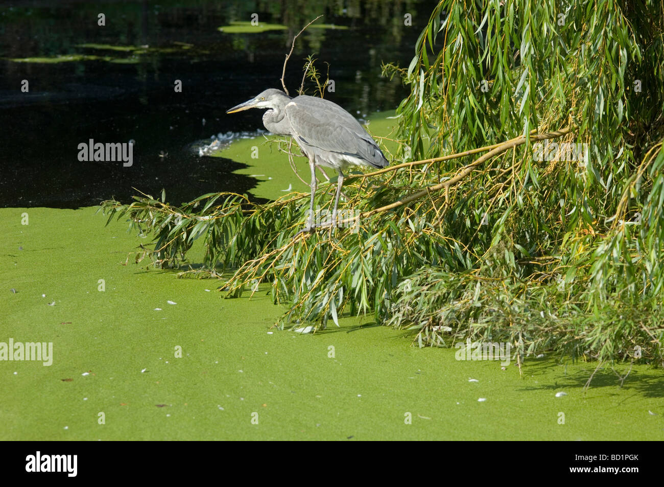 Héron cendré Ardea cinerea perché en saule pleureur Salix chrysocoma London UK Banque D'Images