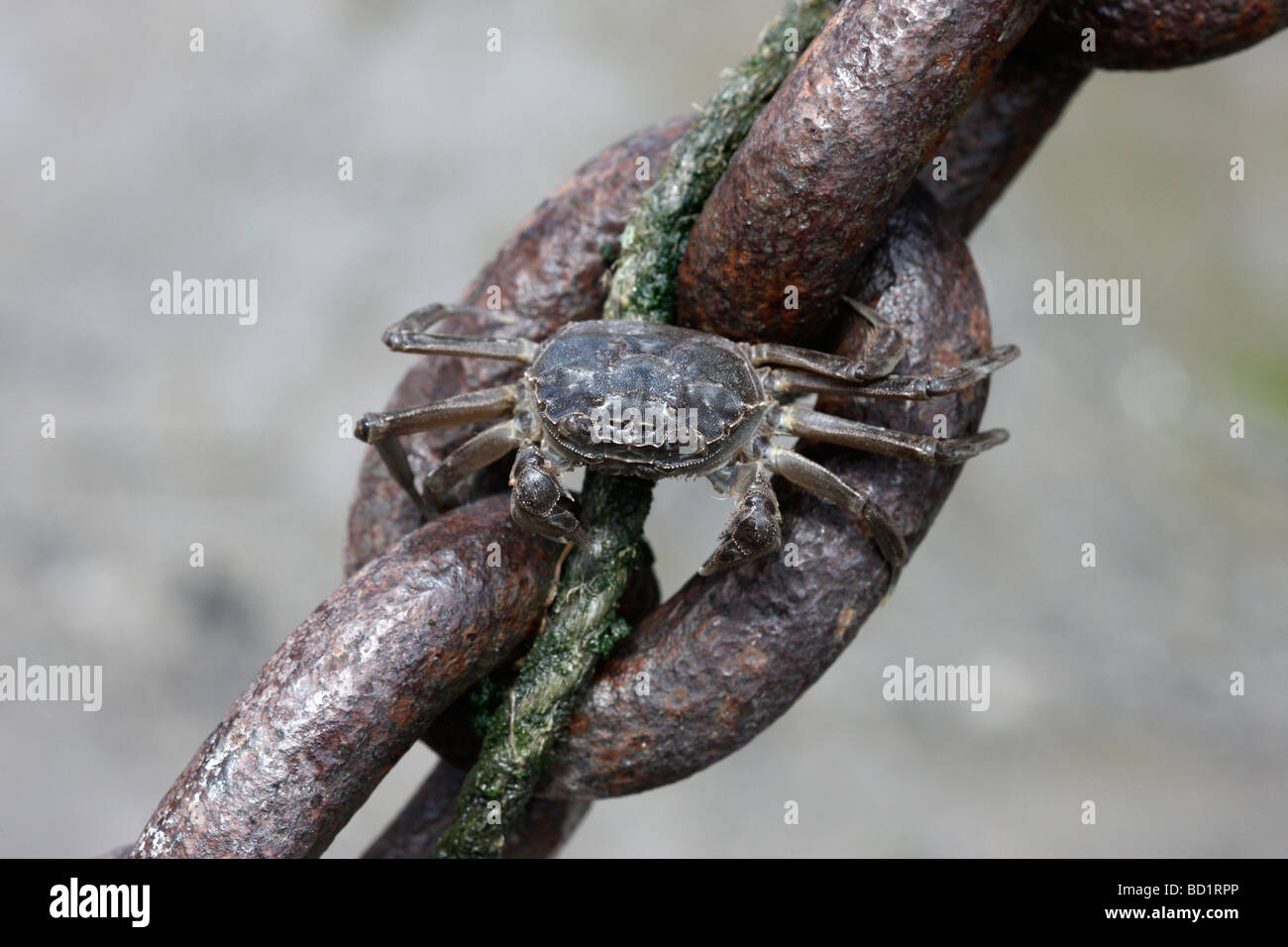 Crabe chinois Eriocheir sinensis Tamise Londres Espèces envahissantes Banque D'Images