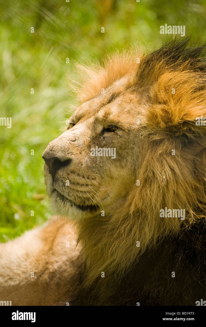 L'Asiatique mâle lion (Panthera leo persica) Banque D'Images