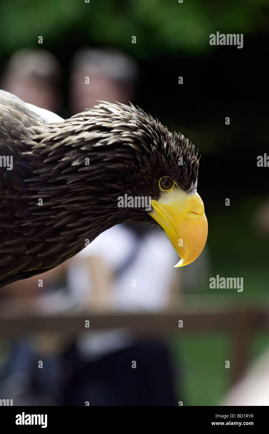 L'aigle de mer de Steller, Haliaeetus pelagicus, est un grand oiseau de proie de la Famille des Accipitridae. Banque D'Images