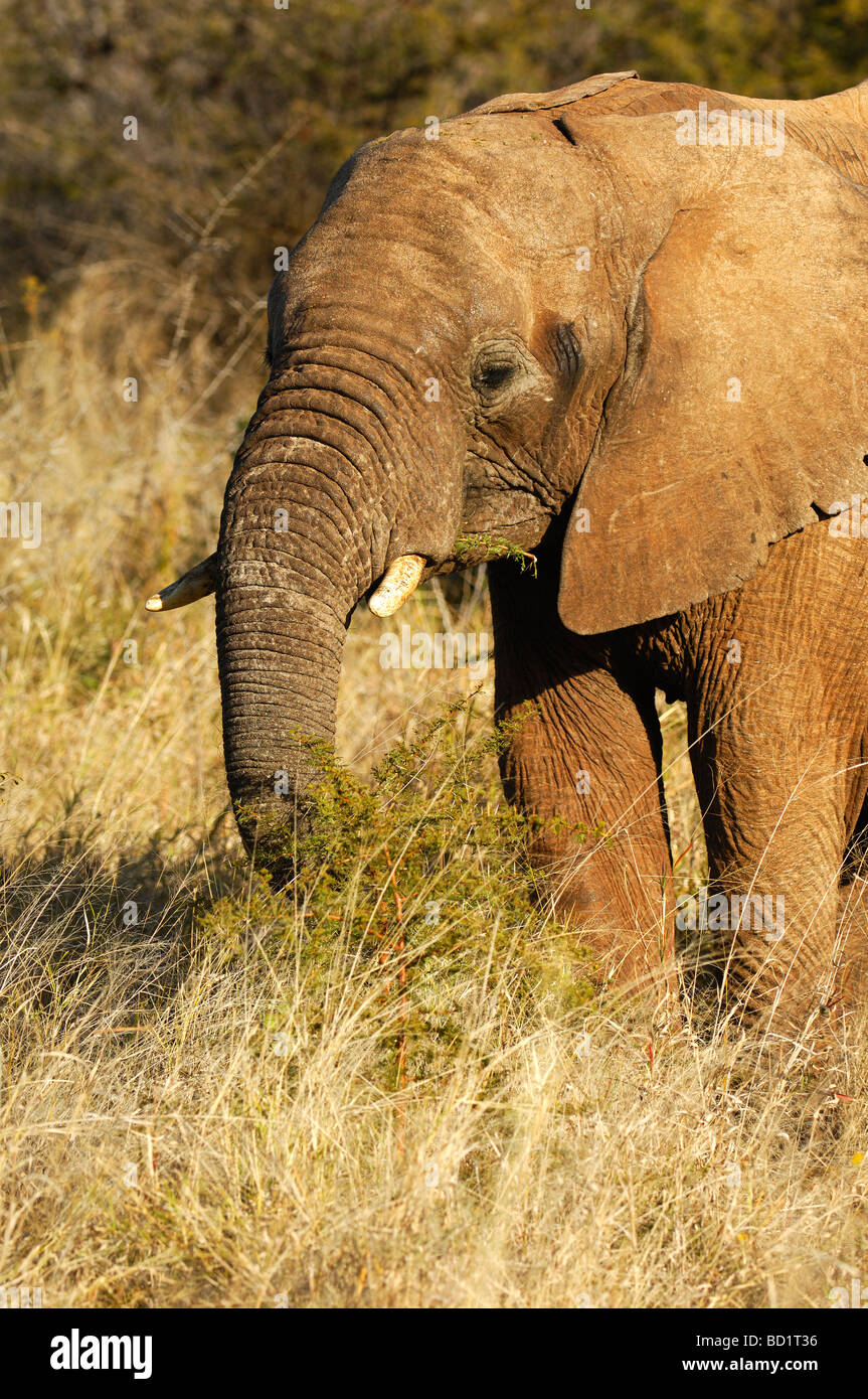 L'alimentation de l'Eléphant d'Afrique sur un buisson vert, Madikwe Game Reserve, Afrique du Sud Banque D'Images