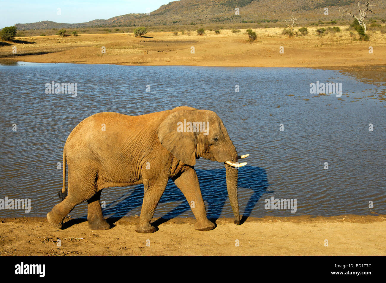 L'éléphant d'Afrique en longeant les rives du barrage de trou d'eau, Tlou Madikwe Game Reserve, Afrique du Sud Banque D'Images