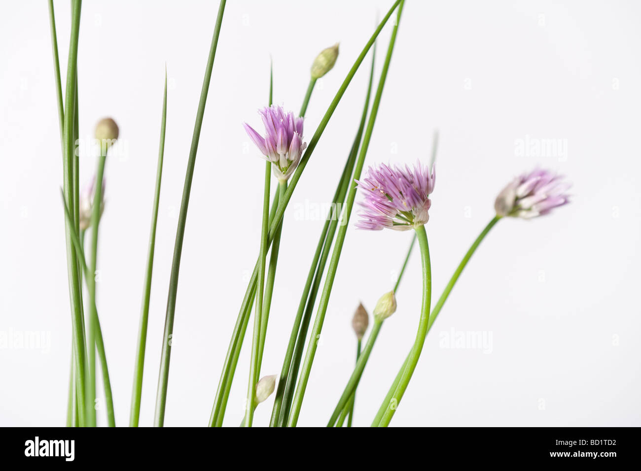 Allium schoenoprasum ciboulette en fleurs Banque D'Images