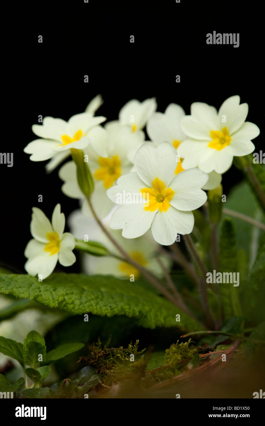 Primevères Primula vulgaris cornwall printemps Banque D'Images