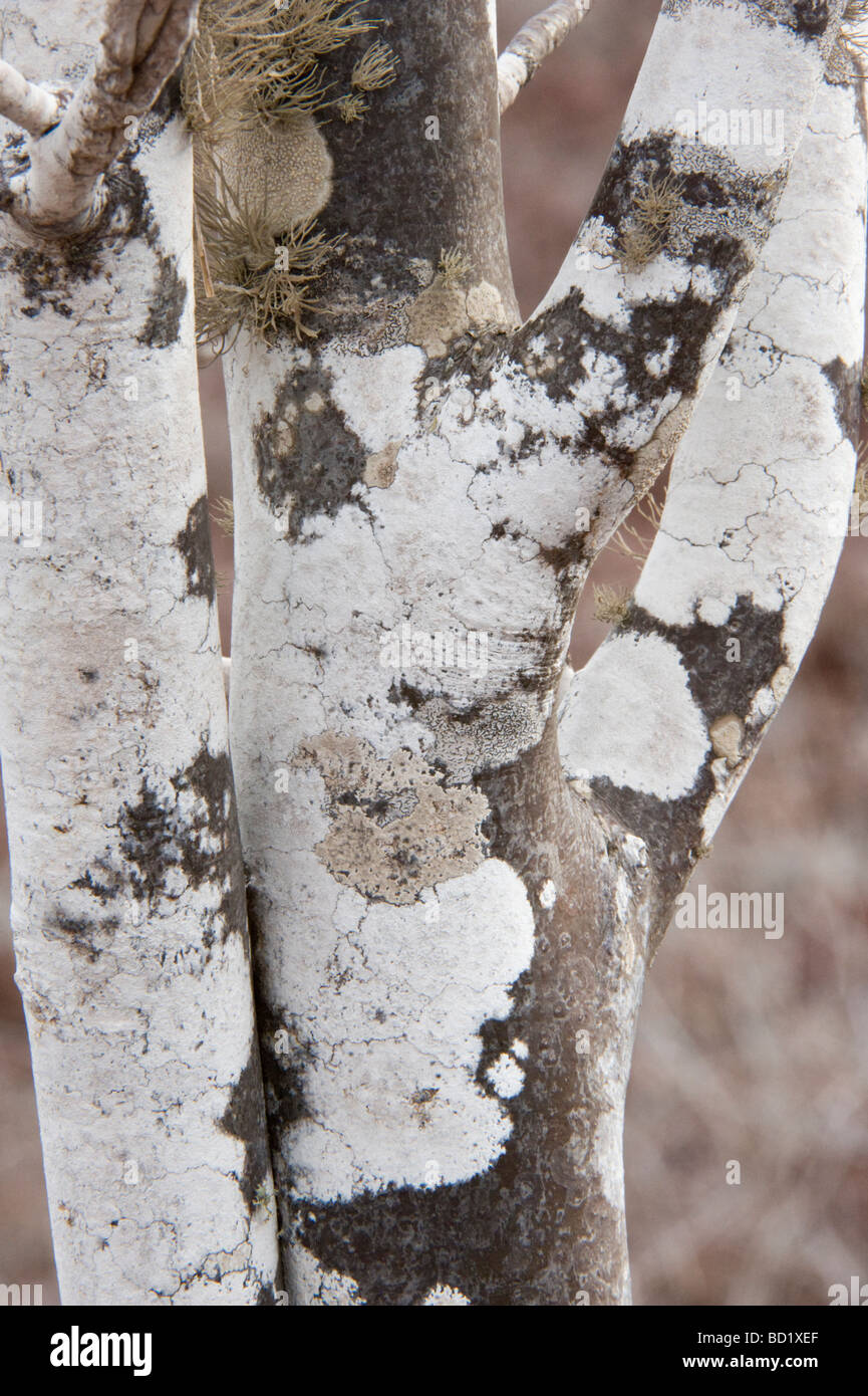 Palo Santo (Bursera graveolens) tronc recouvert de lichen blanc Ile Rabida Océan Pacifique Galápagos Banque D'Images