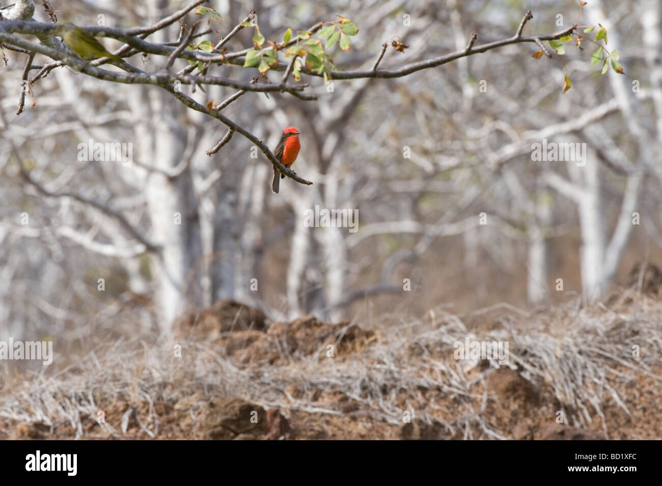 Le moucherolle vermillon (Pyrocephalus rubinus) mâle adulte, perché sur palo santo tree Rabida Océan Pacifique Galápagos Banque D'Images