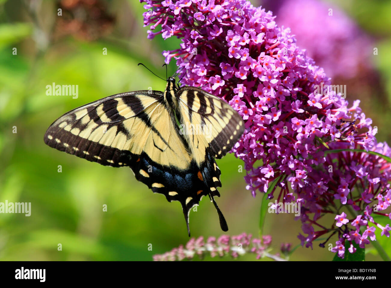 Zebra swallowtail butterfly Banque D'Images