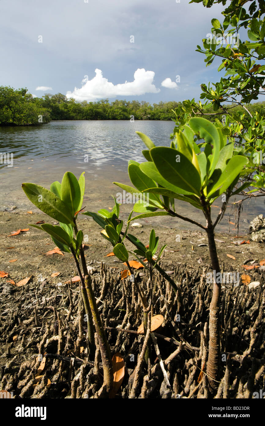 Paysage de mangrove à J.N. Ding Darling National Wildlife Refuge - Sanibel Island, Floride Banque D'Images