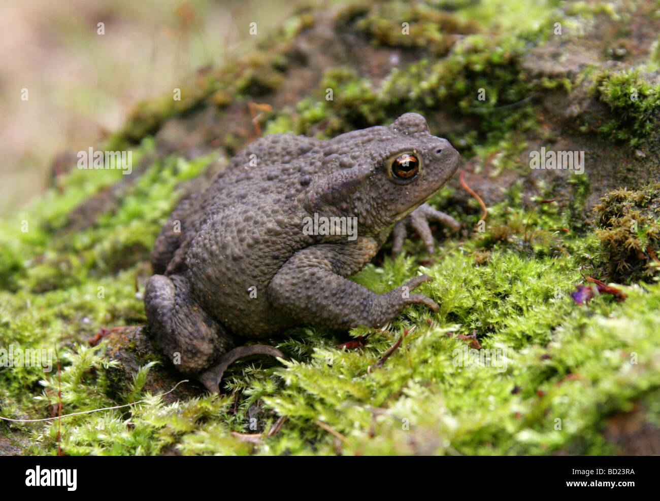 Toad européen ou commun, Bufo bufo, Bufonidae. ROYAUME-UNI Banque D'Images