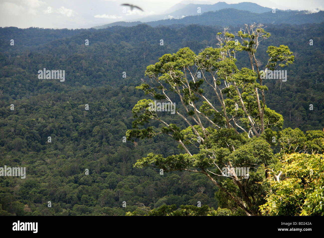 Forêt tropicale à l'Ulu Temburong National Park au Brunei Banque D'Images