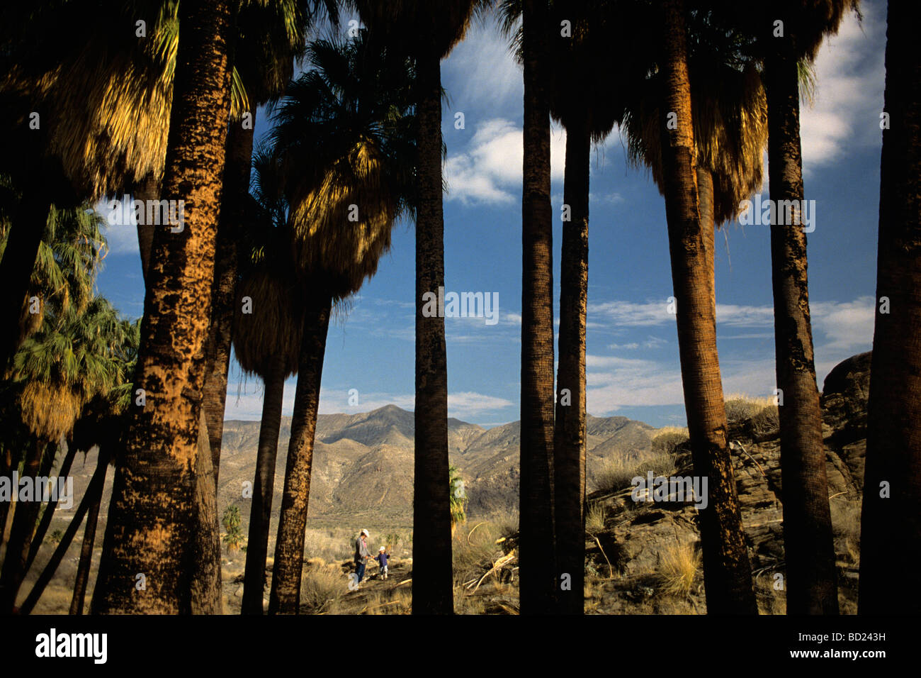 Indian Canyons Andreas Canyon Section Palm Springs Californie avec mère et fille randonnée. ÉTATS-UNIS Banque D'Images