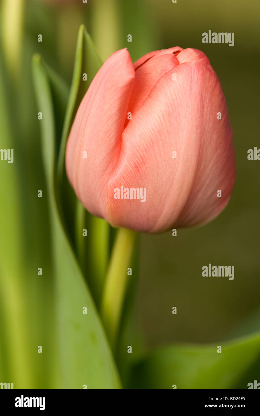 Gros plan d'une tulipe rouge fermé. Banque D'Images