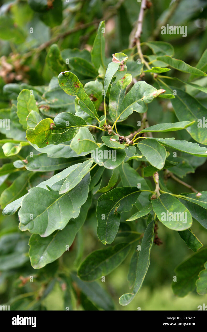 Alep ou chêne chêne Chypre Les feuilles des arbres, Quercus Quercus infectoria syn boissieri var veneris, Fagaceae, l'Asie occidentale Banque D'Images