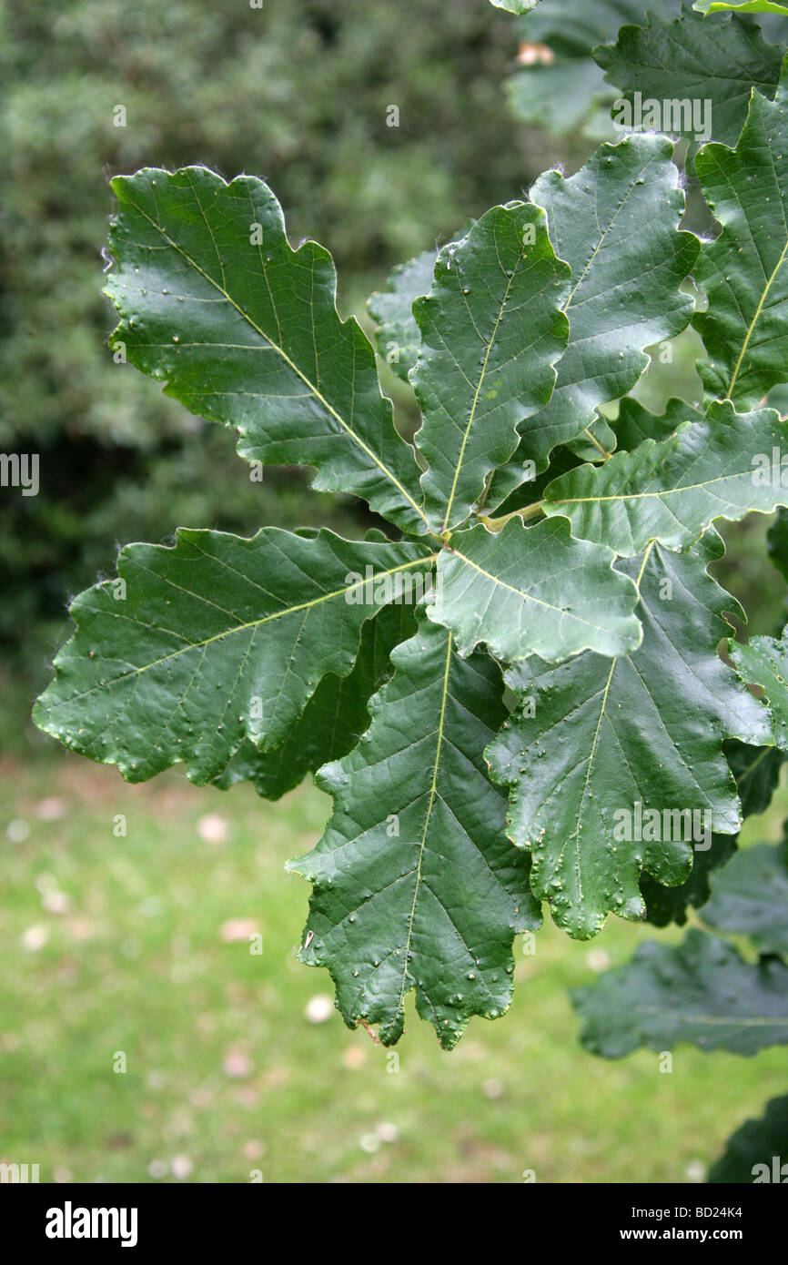 Les feuilles des arbres, le chêne Daimyo Quercus dentata syn Quercus maccormickii, Fagaceae, l'Est de l'Asie. Banque D'Images