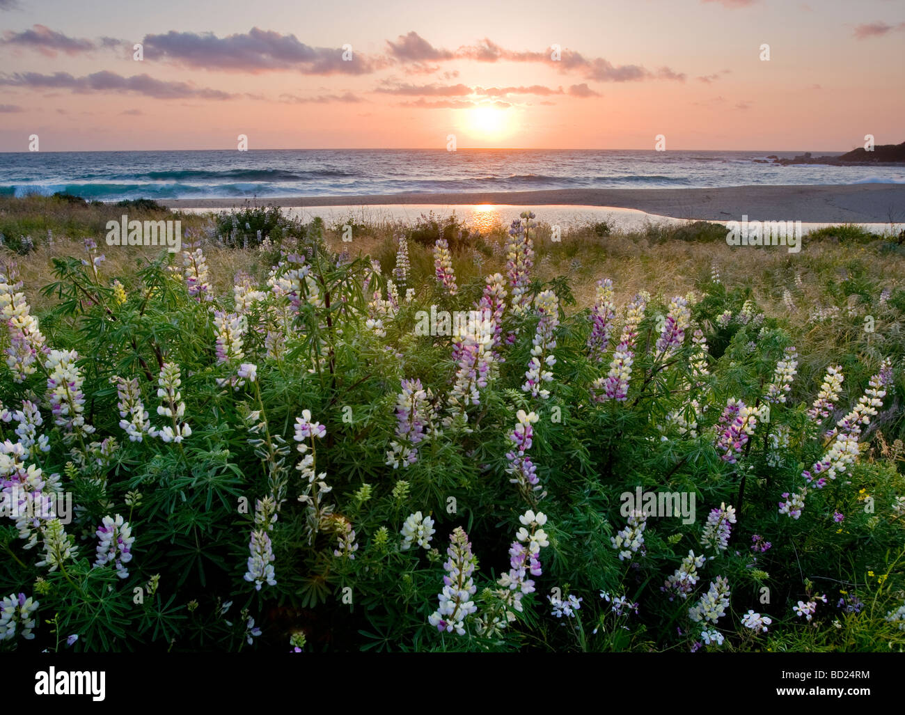 Lupin Bush fleurs le long de la rivière Carmel State Beach au coucher du soleil. Banque D'Images Lupin Bush fleurs le long de la rivière Carmel State Beach au coucher du soleil. Banque D'Images
