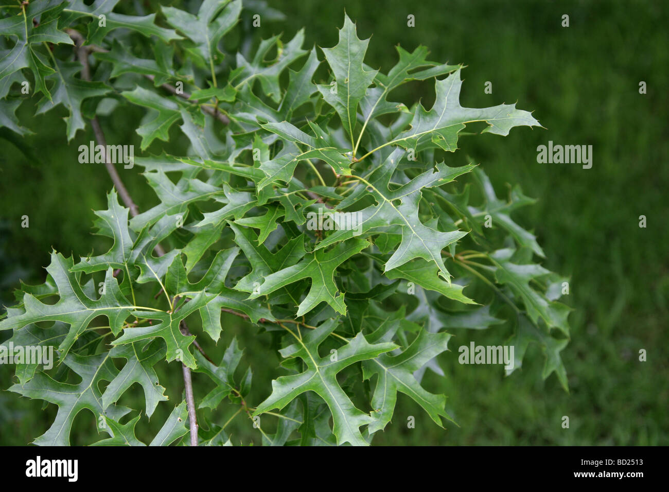 Le chêne des marais chêne espagnol ou de feuilles d'arbres, Quercus palustris, Fagaceae, Lobatae nord-est des États-Unis, en Amérique du Nord Banque D'Images