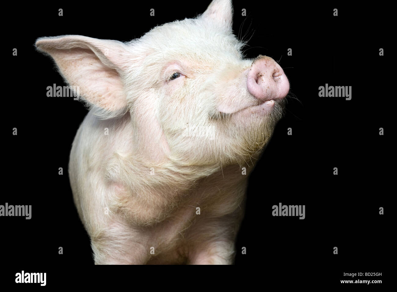 Portrait of a cute pig sur fond noir Banque D'Images