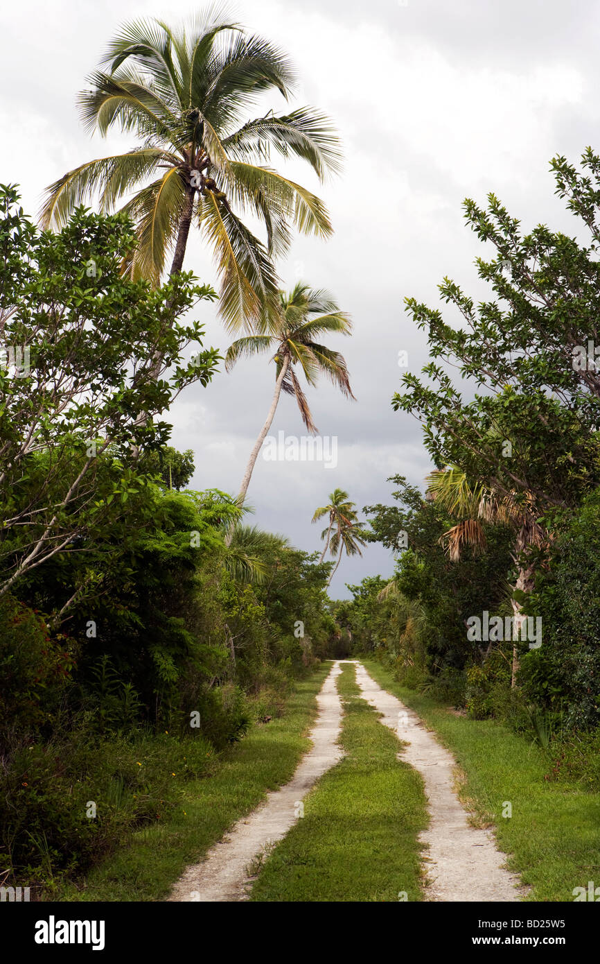 Chemin de terre et palmiers - Sanibel Island, Floride Banque D'Images