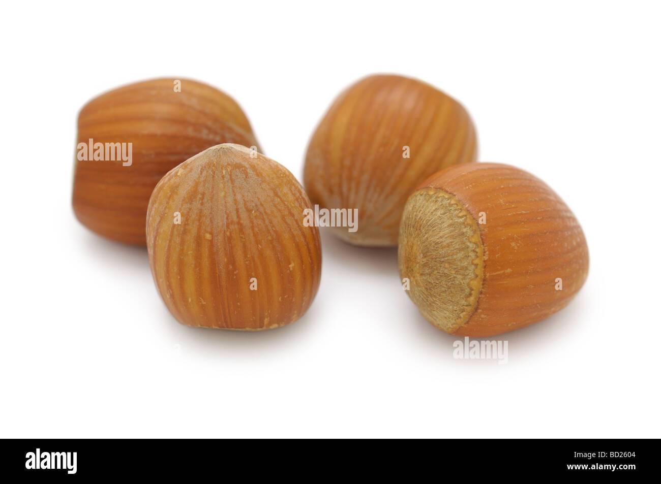 / Les avelines (noisettes) Banque D'Images