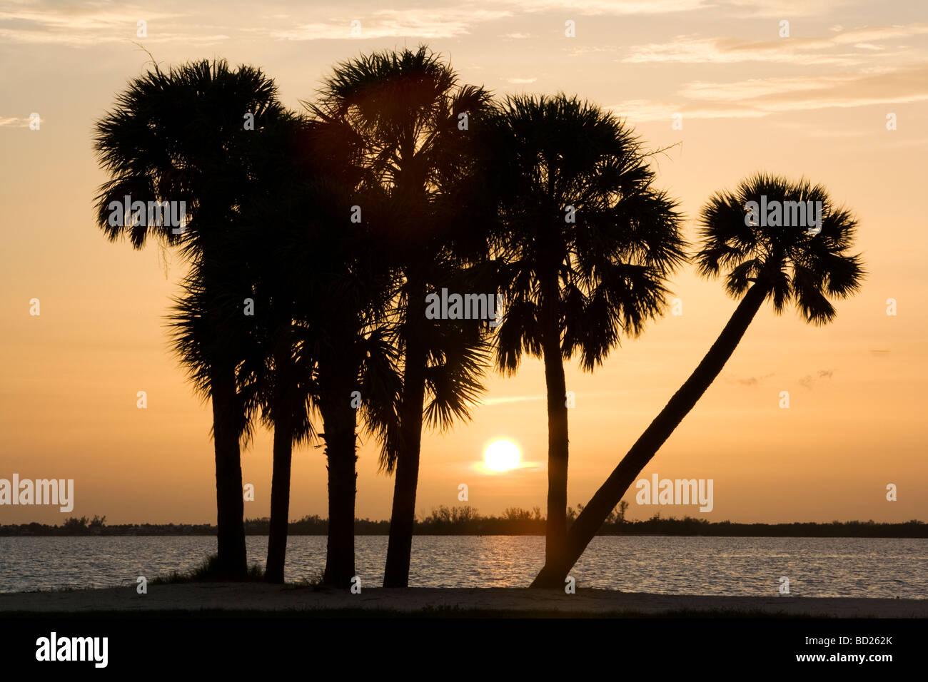 Palmiers au coucher du soleil - l'île de Sanibel Causeway - Sanibel Island, Floride Banque D'Images