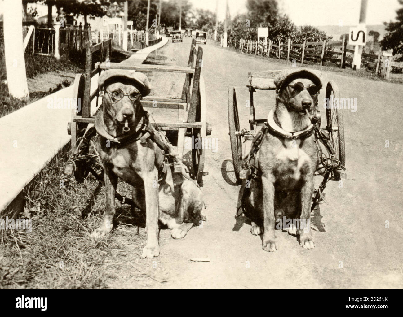 Pipe chiens de travail portant des lunettes Banque D'Images