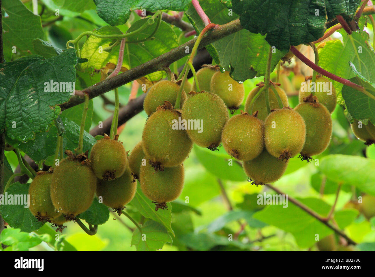 Kiwi Kiwi suis Strauch sur Bush 02 Banque D'Images