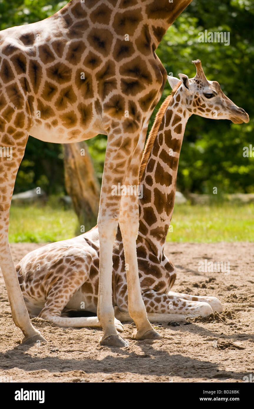 Jeune Girafe (Giraffa camelopardalis) assis à côté des femelles matures Banque D'Images