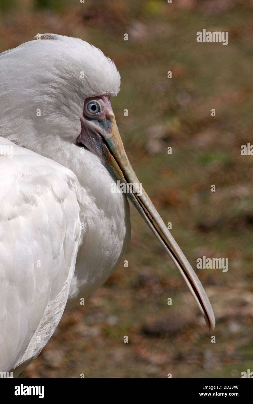 Spatule d'Afrique (platalea alba) Banque D'Images