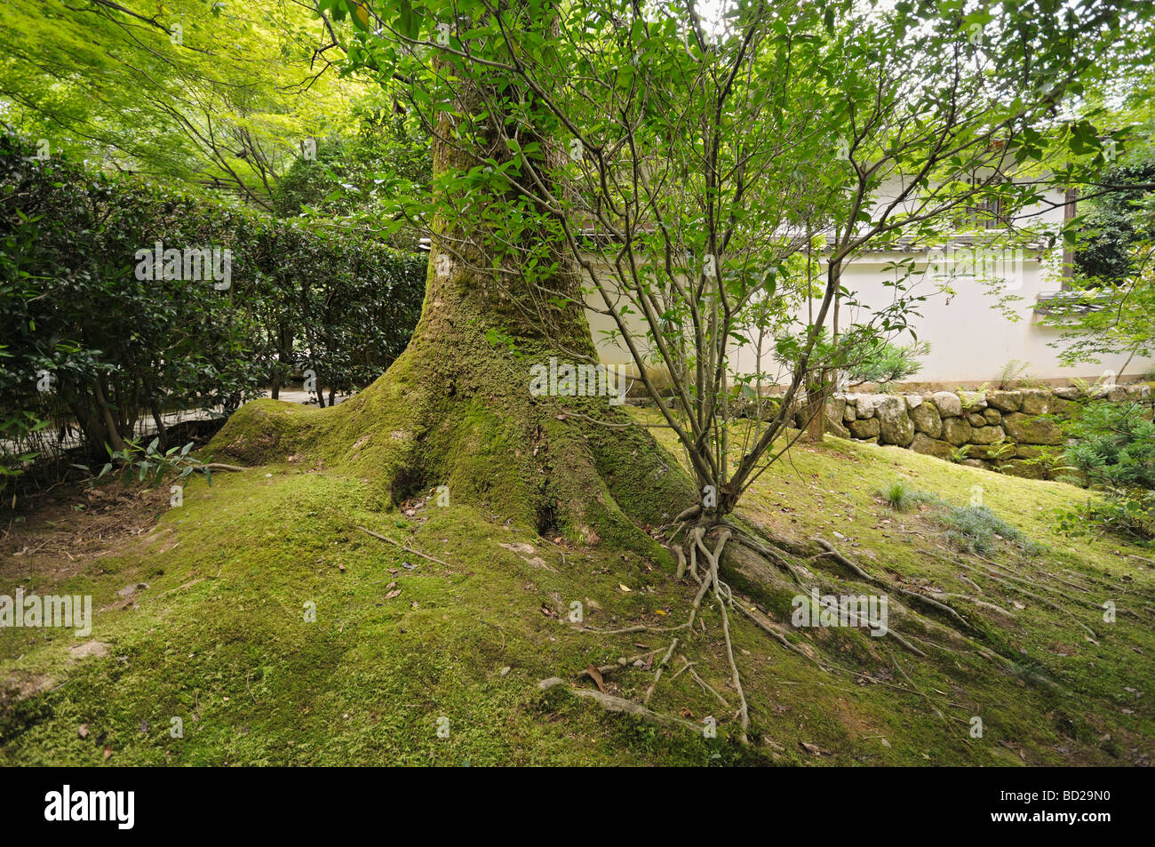 Jardin japonais à l'entrée de Ryoanji (Temple de la pacifiques Dragon). Le protocole de Kyoto