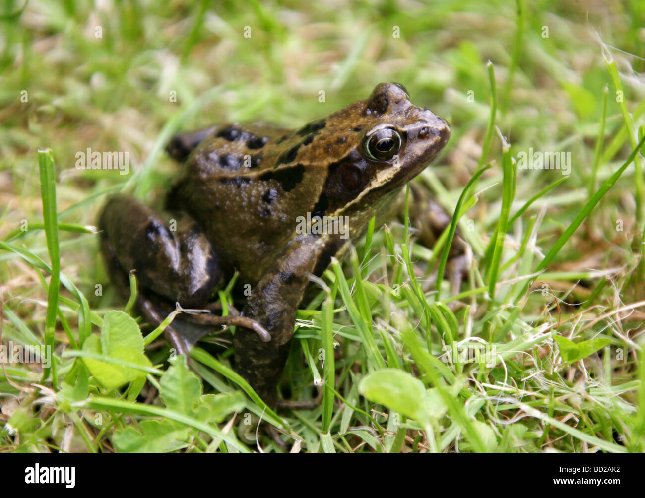 Grenouille Commune, Grenouille Commune Européenne Ou Grenouille Brune Commune Européenne, Rana Temporaria, Ranidae. Un Amphibiens Britannique Commun. ROYAUME-UNI Banque D'Images