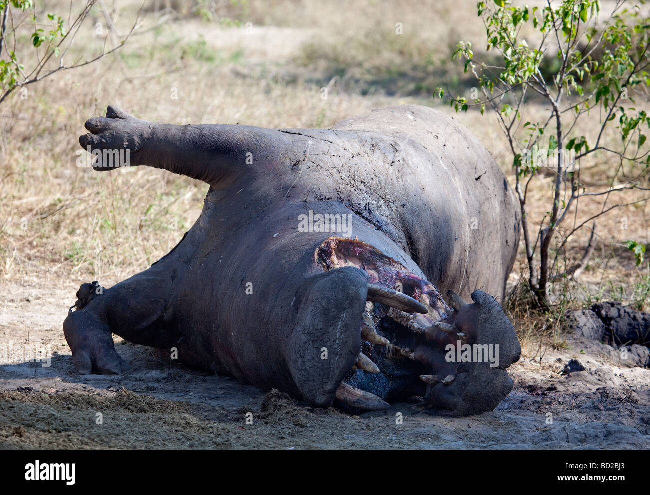 Hippopotame morts qui avaient été tués dans un combat avec un autre hippopotame, et qui a été mangé par une troupe de lions au Botswana Banque D'Images