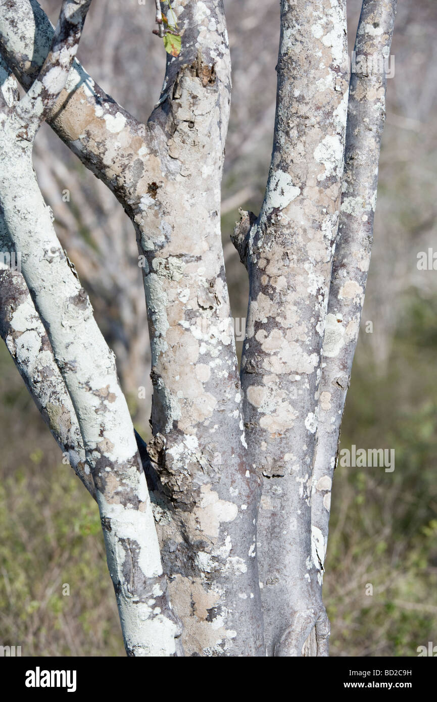 Palo Santo (Bursera graveolens) tronc recouvert de lichen blanc Dragon Dragon Hill Cerro Santa Cruz Ocean Pacifique Galápagos Banque D'Images