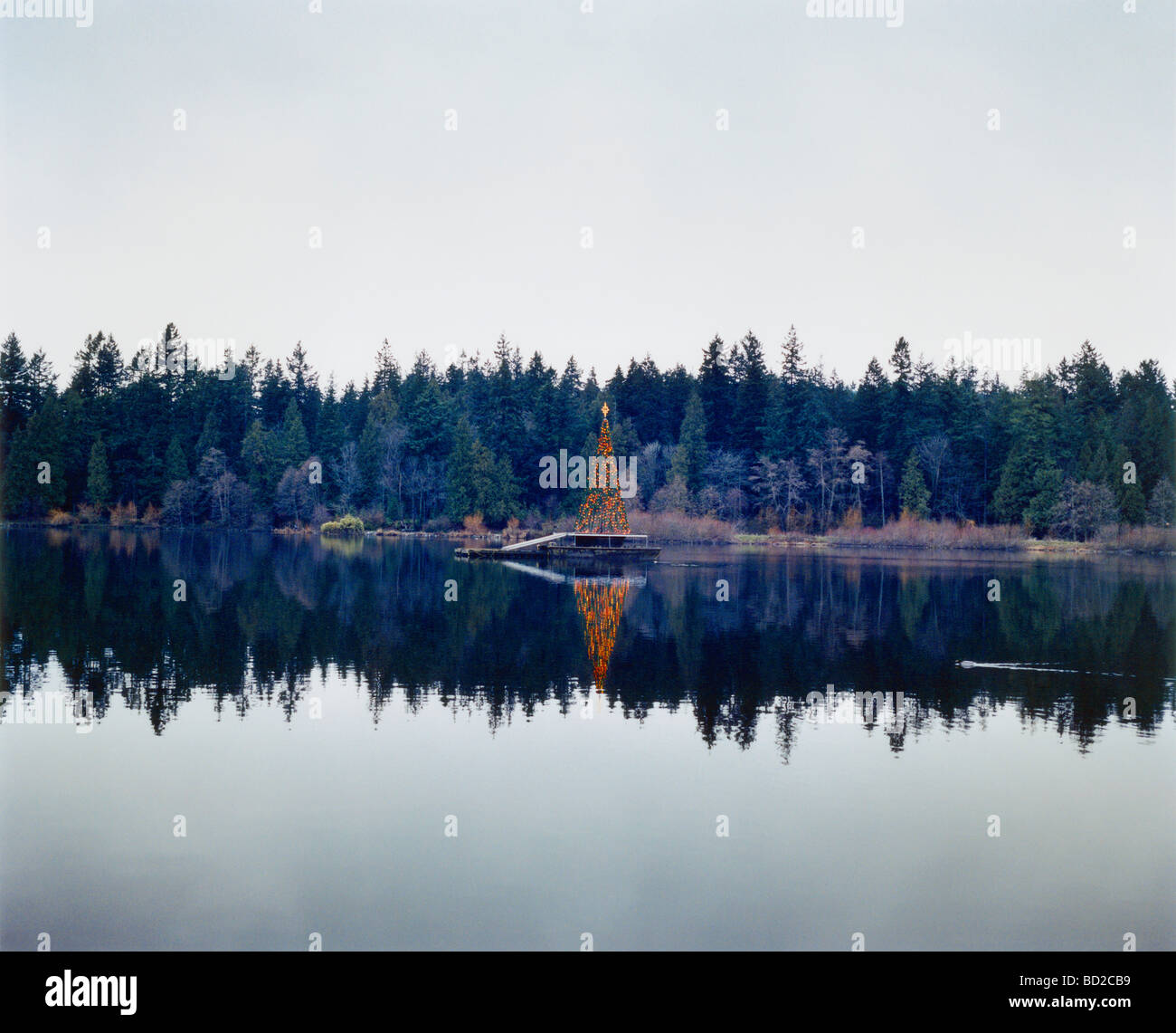 Arbre de Noël dans la forêt de pins dans le lac Banque D'Images
