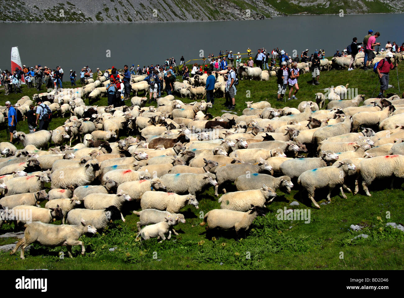 Troupeau de moutons sur le lac de Dauben sur Gemmi au cours de sheepfestival Alpes bernoises en Suisse Banque D'Images