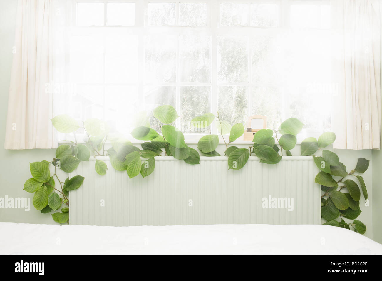 La germination du radiateur de la végétation verte Banque D'Images