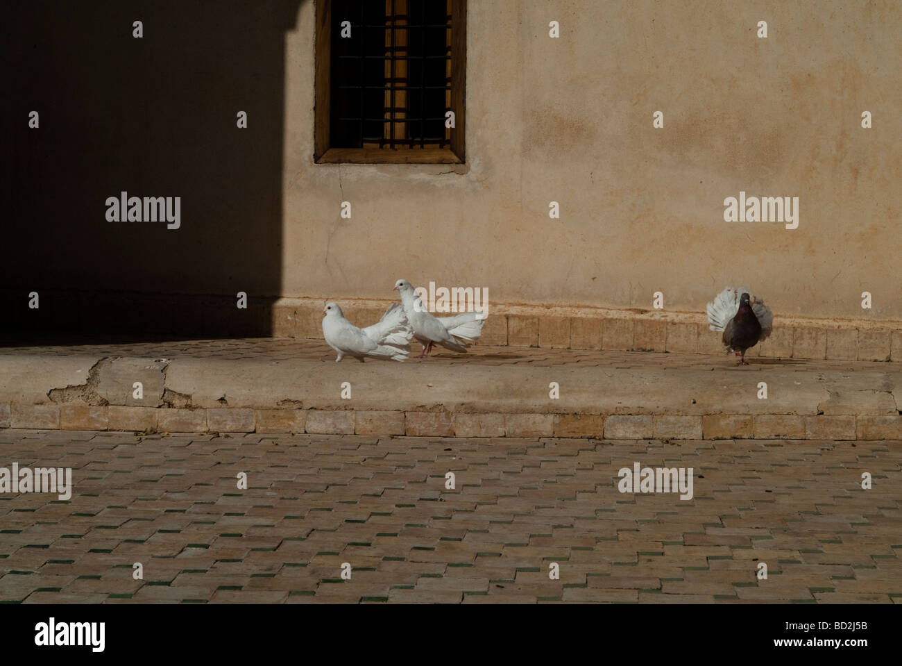 Trois Colombes marcher sur un toit-terrasse Fes Maroc Banque D'Images