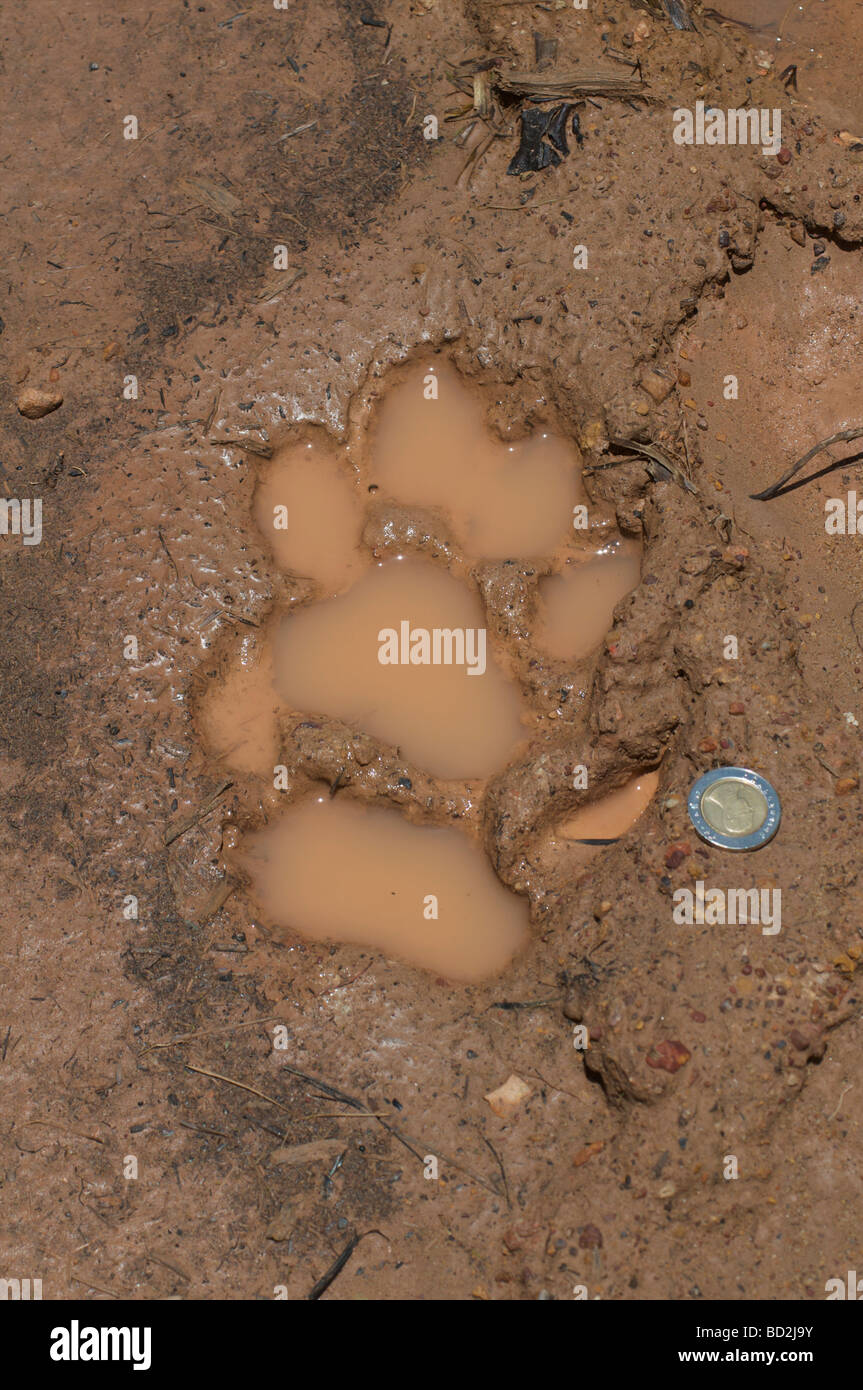 Tiger Paw print dans la boue Banque D'Images